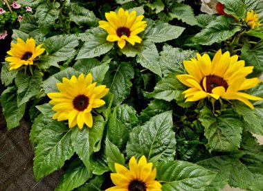Cüce ayçiçekleri, küçük boy ve muhteşem çiçekler için tercih edilen uzun bahçe ayçiçeğinin (Helianthus annuus) minyatür karşıtlarıdır. Sarı da dahil olmak üzere çeşitli renklerde görünürler., 