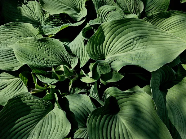 Kombination Blå Vilda Iris Och Hostas Växter Hosta Växter Perenn — Stockfoto