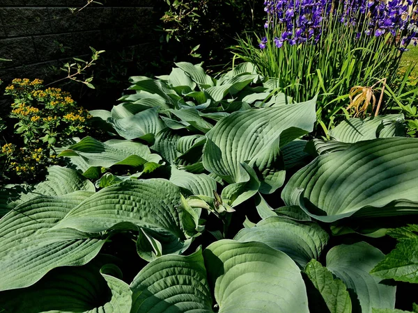 Kombinációja Kék Vad Íriszek Hostas Növények Hosta Növények Egy Évelő — Stock Fotó