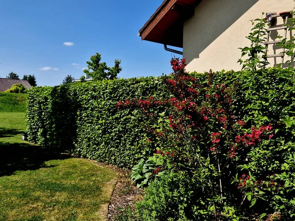 stock image is an attractive variety of Vajglie with deep purple-red, tubular flowers. The leaves are freshly green, broadly elliptical to ovate, finely serrated and healthy at the edges.