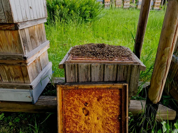 Ένα Τακτοποιημένο Σμήνος Μια Νέα Κυψέλη Όλες Μέλισσες Δεν Έχουν — Φωτογραφία Αρχείου