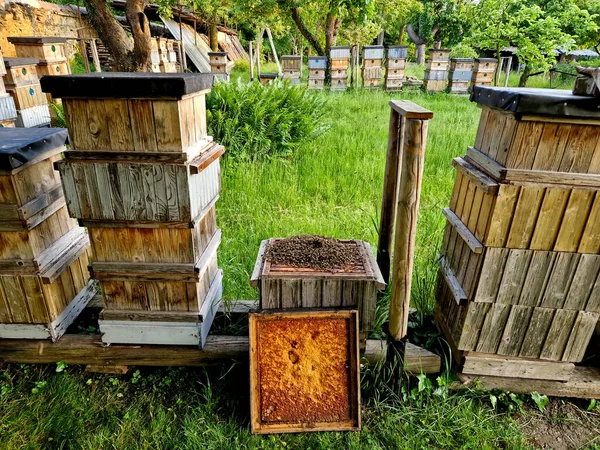 a settled swarm in a new hive. all the bees have not yet crawled under the lid and are on the walls from outside the hive. apiary in the evening and people with insect phobia run away, bucket, gloves