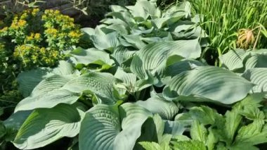 Mavi yaban süsenleri ve hosta bitkilerinin bir kombinasyonu olan Hosta bitkileri, bahçıvanlar arasında daimi bir favoridir. Yeşillikleri ve bakımı onları az bakımlı bir bahçe için ideal kılıyor..