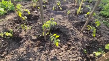 Sebze bahçesinde bir sürü domates yetişir. Suyun aşırı buharlaşmasına karşı sıraların arasında siyah folyo vardır. Ayrıca otlara karşı da.