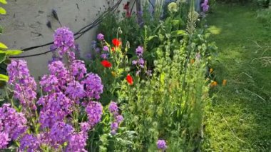 konsolide orientalis, 100 cm uzunluğunda, doğrusal ve doğrusal olarak mızrak yapraklarına ve üzümlerde menekşe mavisi bir infloresans içeren yıllık bir bitkidir. Gün doğumu, güneş ışığı