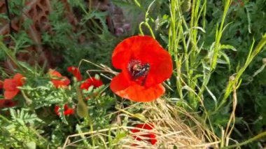 konsolide orientalis, 100 cm uzunluğunda, doğrusal ve doğrusal olarak mızrak yapraklarına ve üzümlerde menekşe mavisi bir infloresans içeren yıllık bir bitkidir. Gün doğumu, güneş ışığı