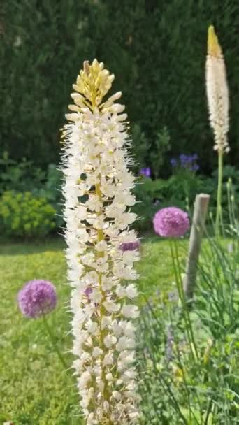 Blumenbeet Mit Hohen Mehrjährigen Pflanze Aus Weißen Blüten Und Unterholz — Stockvideo