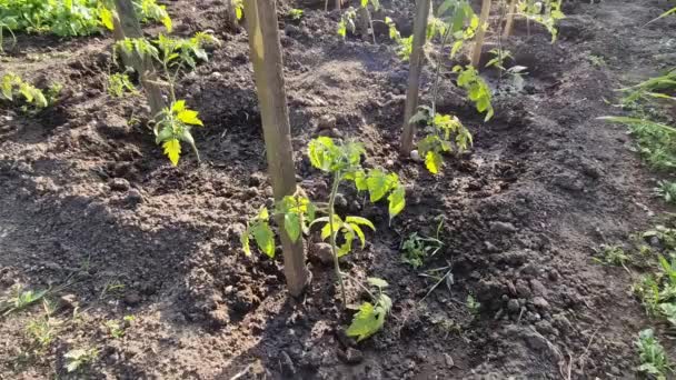 Moestuin Groeit Veel Tomatenplanten Die Zwarte Folie Tussen Rijen Hebben — Stockvideo