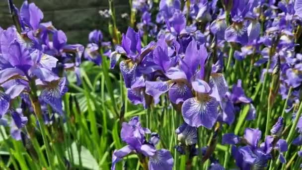 Kombination Blå Vilda Iris Och Hostas Växter Hosta Växter Perenn — Stockvideo