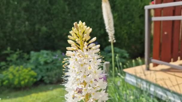 Blumenbeet Mit Hohen Mehrjährigen Pflanze Aus Weißen Blüten Und Unterholz — Stockvideo