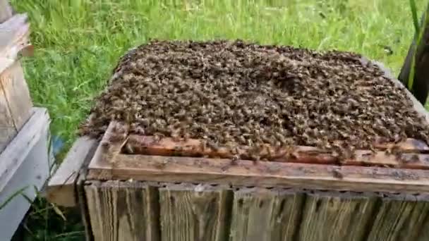 Оседлый Рой Новом Улье Пчелы Ползли Крышкой Находятся Стенах Вне — стоковое видео