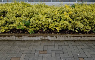 Bahçenin ihmal edilmiş bir köşesini Euonymus Dwarf bitkisel çalı koleksiyonuyla aydınlat. Öonymus bitkileri hemen hemen her pozisyonda gelişen esnek ve çok yönlü örneklerdir. Bu da onları düşük bakım bahçesine mükemmel bir ekleme yapar.