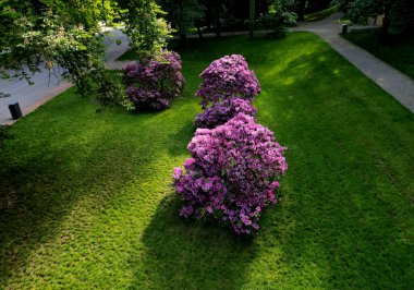 Rododendronlar genellikle orta veya büyük her zaman yeşil olan çalılıklardır, açelyalar ise daha küçüktür ve her zaman yeşil veya yaprak döker. Azalea çiçekleri genellikle daha küçüktür, daha canlı gölgeler oluştururlar.