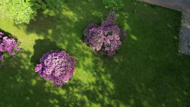 Rhododendron Sind Meist Mittelgroße Oder Große Immergrüne Sträucher Während Azaleen — Stockvideo