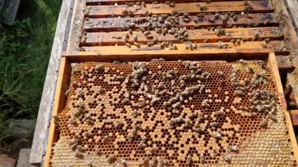 在蜂群中发现一个没有标记的蜂后是很困难的 一位经验丰富的养蜂人在工蜂中寻找她的皇后 它稍大些 体长一些 她下蛋了 — 图库视频影像