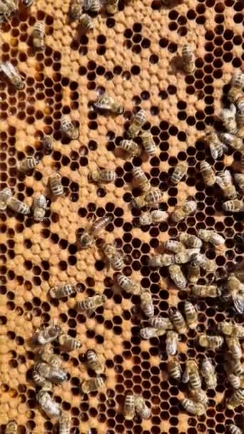 Najít Královnu Včelí Kolonii Když Není Označená Těžké Zkušený Včelař — Stock video