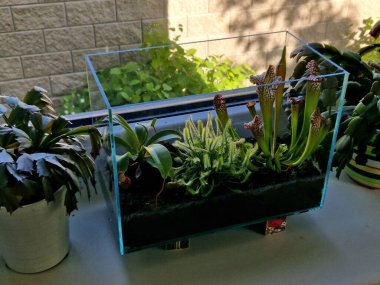  Parlak bir yerde bolca güneş ışığı alan bir yerde, bir serada ya da bir akvaryumda, pencerenin dışında bataklık turba toprağı olan bir dairede.