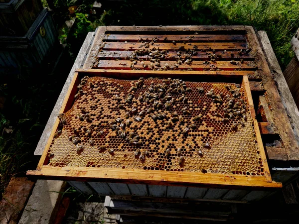 Finding Queen Bee Colony She Marked Difficult Experienced Beekeeper Looks — Stock Photo, Image