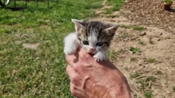 Γάτα Γέννησε Ένα Γατάκι Κρατείται Ακόμα Στο Χέρι Και Γάτα — Αρχείο Βίντεο