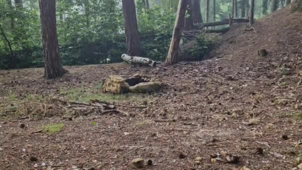 Jégeső Egy Meglehetősen Normális Jelenség Erdőben Vihar Alatt Meglepik Turistákat — Stock videók