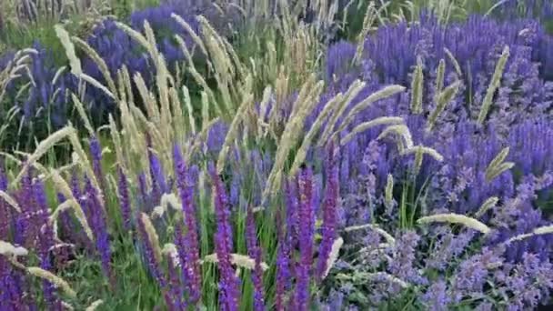 淡绿色的花床 蓝紫色的花色 配以观赏植物草 多年生绿色的花床 — 图库视频影像