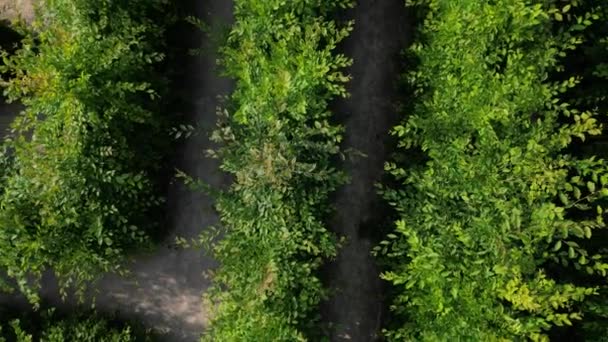 Hornbeams Labyrint Tillsammans Med Parkens Vandringsleder Bildar Kompakt Labyrint För — Stockvideo