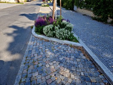 Küçültülmüş, talepsiz, orta boylu, uzun ömürlü. Alışılmadık, saf beyaz çiçekler kesim için de uygundur ve bir vazoda uzun süre dayanır. Karışık daimi bitkilerde kullan