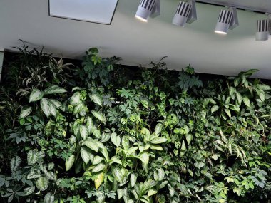 Binanın içindeki duvarda dikey yeşillik var. Çiçek saksılarına su damlatan bir hortum kullanarak sulama dağıtımı. Emici filizler. Tepede ışık ve rampa olan bir dükkan penceresi