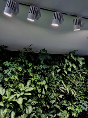 Binanın içindeki duvarda dikey yeşillik var. Çiçek saksılarına su damlatan bir hortum kullanarak sulama dağıtımı. Emici filizler. Tepede ışık ve rampa olan bir dükkan penceresi