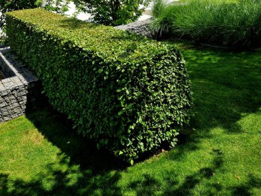 Bahar mevsiminde yeşil çit, hafif gövdeleri ve daha geniş dalları olan bahçenin çevreden doğal olarak ayrılması kuraklığa, makaslara, budama makinesine dayanabilir.