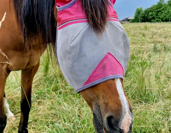 Tight Fitting Horse Mask Flies Mesh Fabric Particularly Fine Meshes — Stock Photo, Image