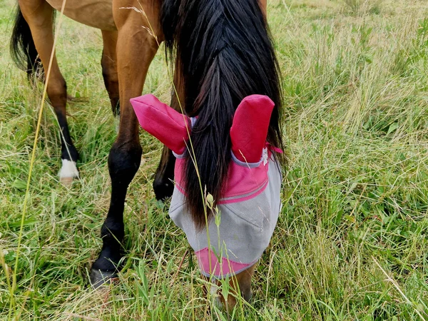 Maschera Cavallo Aderente Contro Tessuto Rete Mosche Con Maglie Particolarmente — Foto Stock