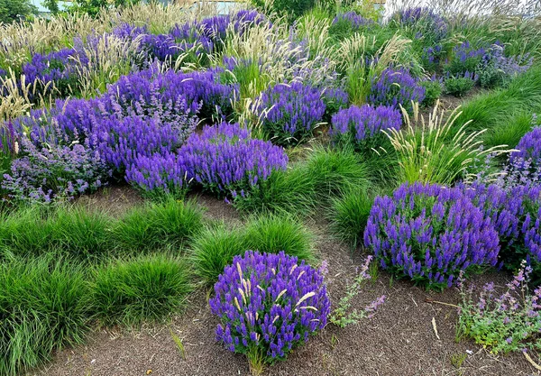 fresh lush flower bed with sage blue and purple flower color combined with ornamental grasses lush green color perennial flower bed