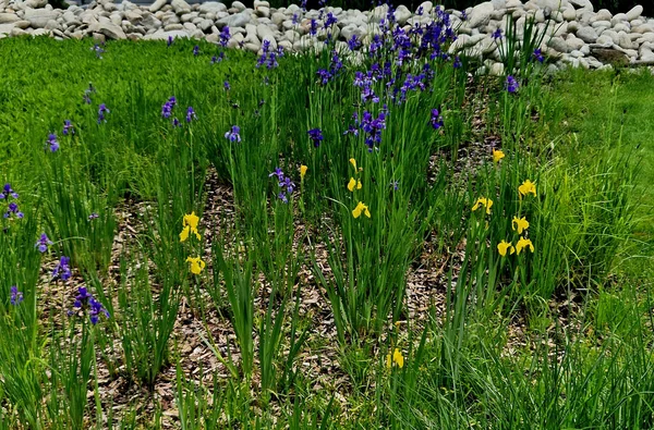 stock image flowerbed with tall perennial plant of white flowers and undergrowth of yellow perennials and sage in a dry composition of yellow blue purple and white around a park with a lawn