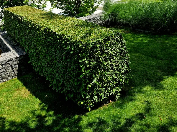hornbeam green hedge in spring lush leaves let in light trunks and larger branches can be seen natural separation of the garden from the surroundings can withstand drought, shears, trimmer