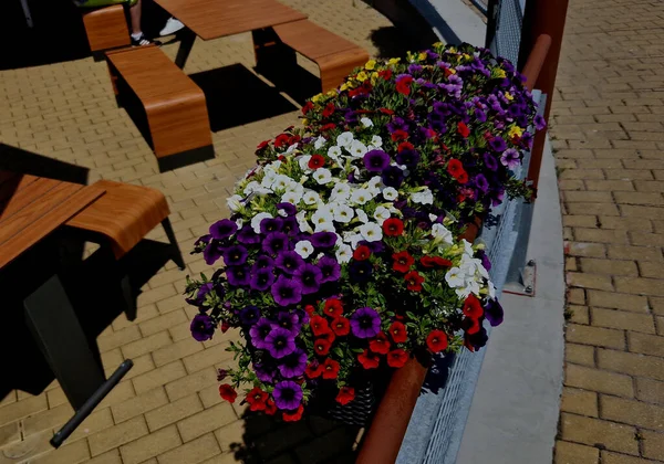 rust spots on the flower pots at the outdoor restaurant. tables on the promenade. perennials with red leaves go well with a brown pot. a dark leaf of ornamental grass hangs over the edge