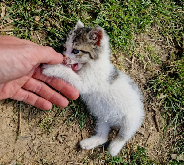 Cat Gave Birth Kitten Still Held Hand Cat Licks Whipped — Stock Photo, Image