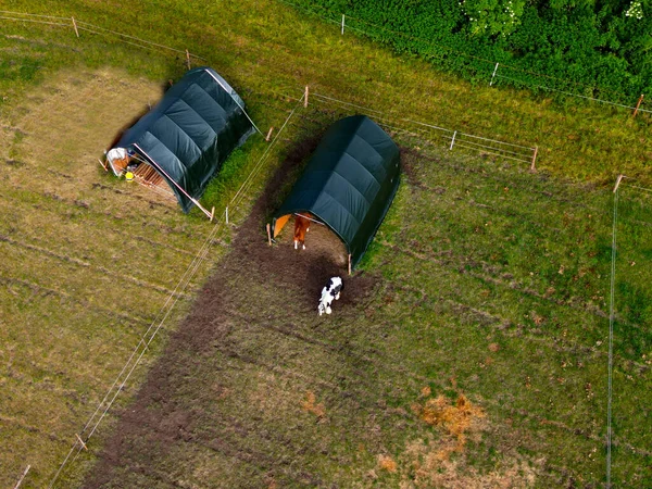 Feeding Horses Hay Grazing Winter Hay Net Lawn Already Grazed — Stock Photo, Image