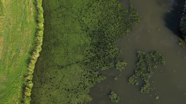 Gênero Plantas Aquáticas Flutuantes Livres Lagoa Cobre Superfície Verde Com — Vídeo de Stock