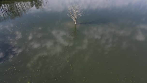 池塘上自由漂浮的水生植物的属 用一层覆盖绿色的表面 一个靠岸的石头可以用无人机到达 一个低空飞行在水面上可以拍摄 角度很高 — 图库视频影像