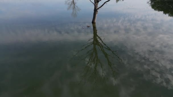 池塘上自由漂浮的水生植物的属 用一层覆盖绿色的表面 一个靠岸的石头可以用无人机到达 一个低空飞行在水面上可以拍摄 角度很高 — 图库视频影像