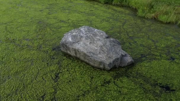 Gênero Plantas Aquáticas Flutuantes Livres Lagoa Cobre Superfície Verde Com — Vídeo de Stock