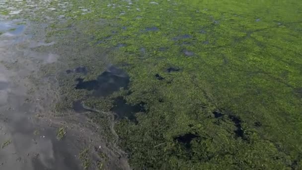 Γένος Ελεύθερων Πλωτών Υδρόβιων Φυτών Στη Λίμνη Καλύπτει Την Επιφάνεια — Αρχείο Βίντεο