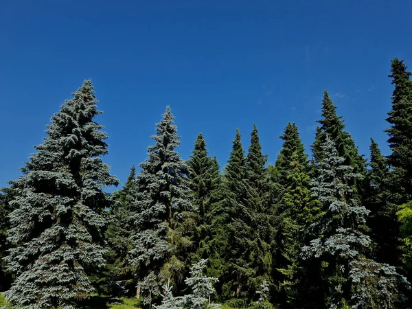 Mavi Ladin Green Spruce Colorado Veya Colorado Blue Spruce Olarak — Stok fotoğraf