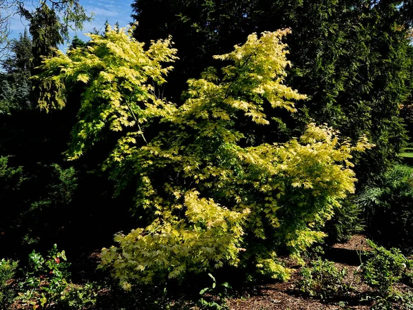 这种植物叶色的吸引人的变化持续到大约六月中旬 它变成了明亮的黄色 变成了黄绿色 只有枝头的叶子和橙色的顶部 — 图库照片