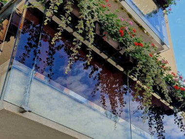 Metal paslanmaz çelik saplarla tutturulmuş cam panellerden oluşan lüks bir evin parmaklıkları. Havalı bir izlenim veriyor. Sera terası penceresinde cilalanmış metal kaplama yansıma, Plectranthus coleoides