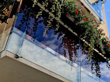 Metal paslanmaz çelik saplarla tutturulmuş cam panellerden oluşan lüks bir evin parmaklıkları. Havalı bir izlenim veriyor. Sera terası penceresinde cilalanmış metal kaplama yansıma, Plectranthus coleoides