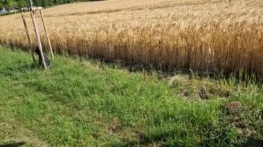Akçaağaçlar rüzgar sulama torbasına karşı dikmek için sırıkları emniyete aldı. Toprak, plastik folyo, peyzaj, buğday, tarla gibi yerlere yavaş yavaş süzülen yeşil parktaki valf ile su dağıtıyor.