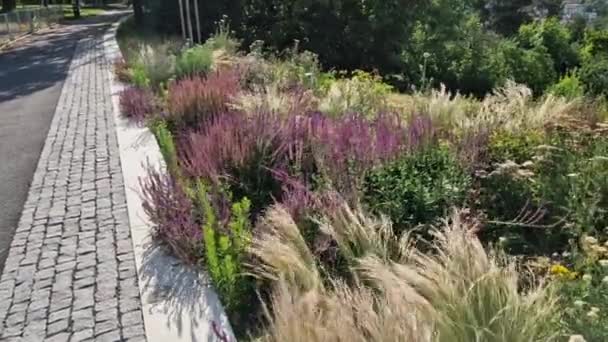 Herfst Bloembed Met Vaste Planten Grassen Een Vierkant Met Zwarte — Stockvideo