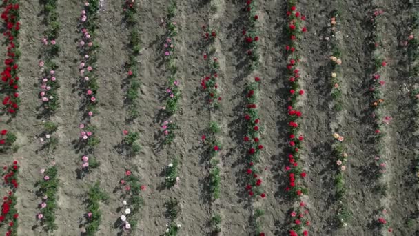 Tarlada Sıra Sıra Gül Yetiştiriyor Çalılar Farklı Renklerde Çiçek Açar — Stok video